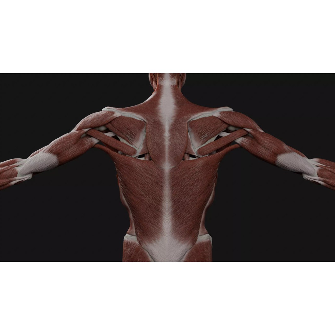 Male Human Anatomy 3D Model – High Detail Medical Visualization, Blender & FBX - View 7