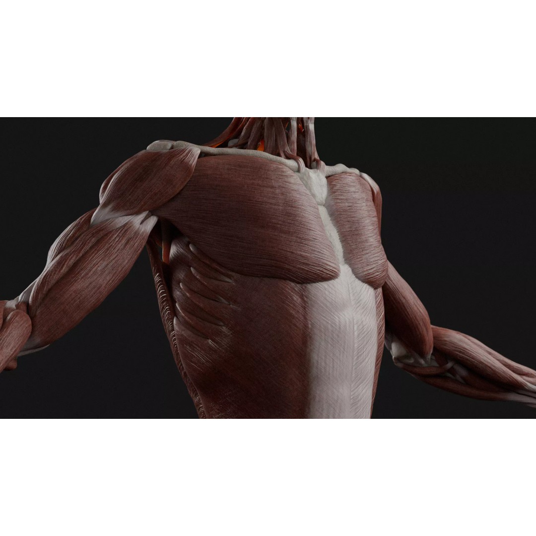 Male Human Anatomy 3D Model – High Detail Medical Visualization, Blender & FBX - View 8