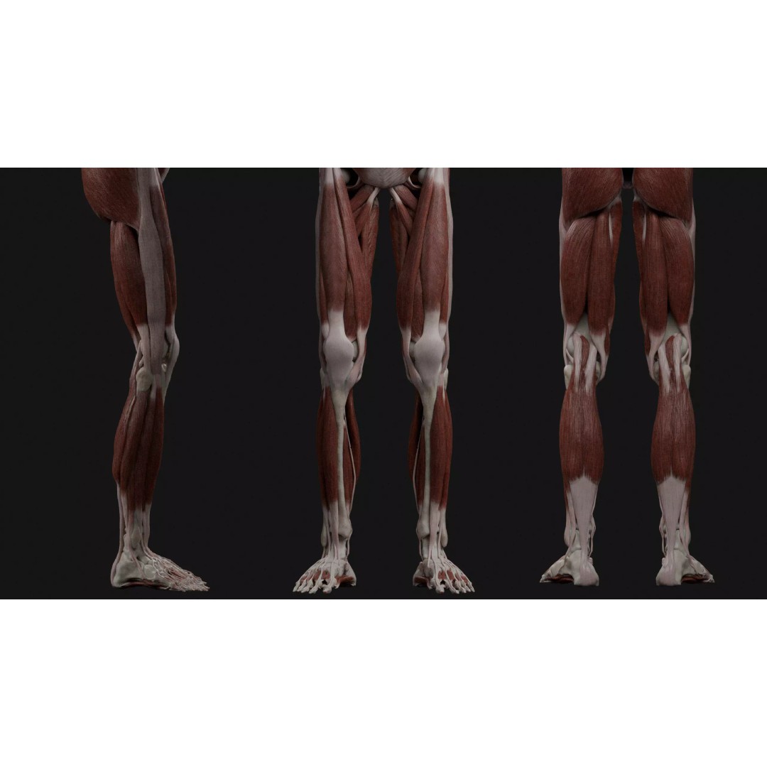 Male Human Anatomy 3D Model – High Detail Medical Visualization, Blender & FBX - View 9