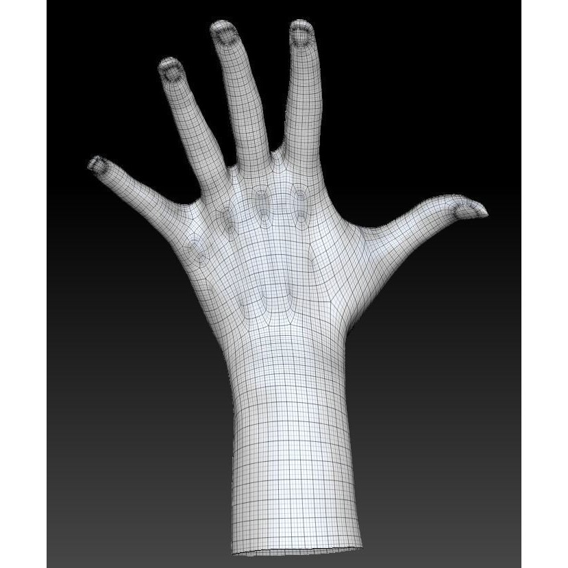 Female Hand 3D Model – Low Poly Realistic Asset, FBX & OBJ Formats - View 7
