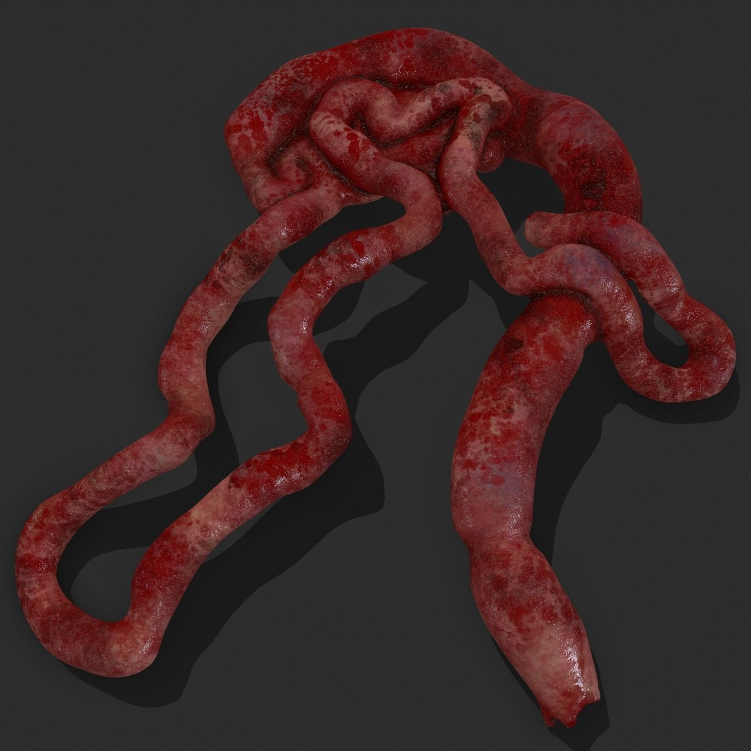 Intestines Pile 3D Model – Low Poly Horror Prop with PBR Textures - View 20