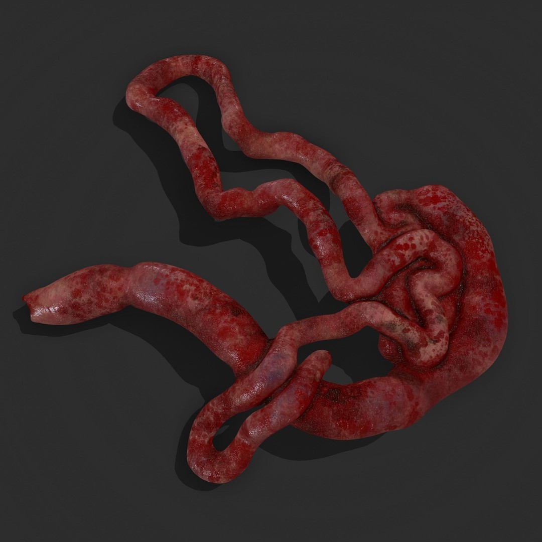 Intestines Pile 3D Model – Low Poly Horror Prop with PBR Textures - View 23