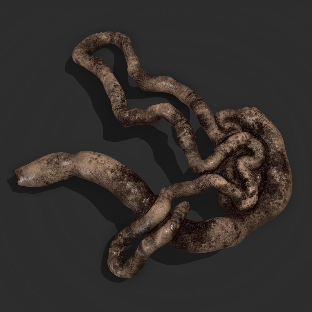 Intestines Pile 3D Model – Low Poly Horror Prop with PBR Textures - View 24