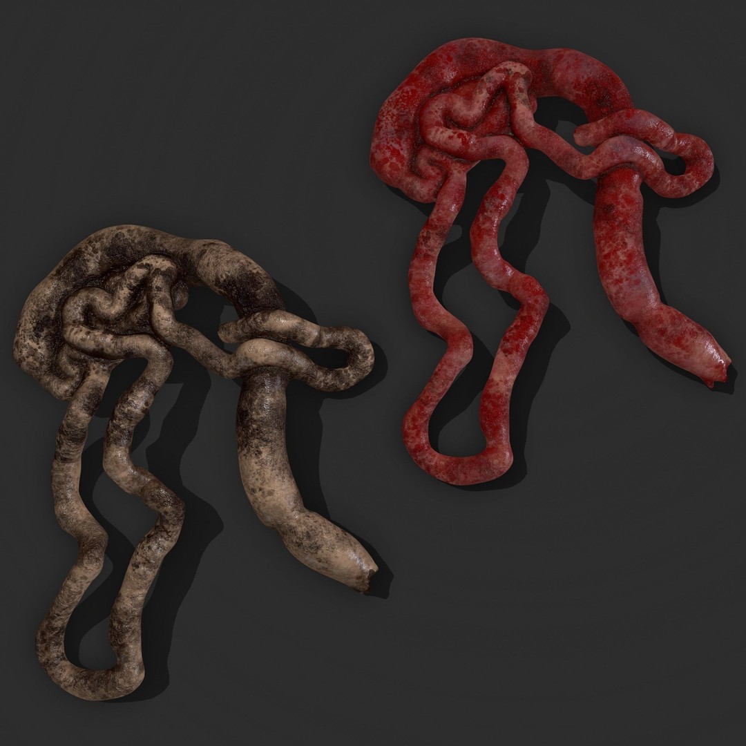 Intestines Pile 3D Model – Low Poly Horror Prop with PBR Textures - View 25