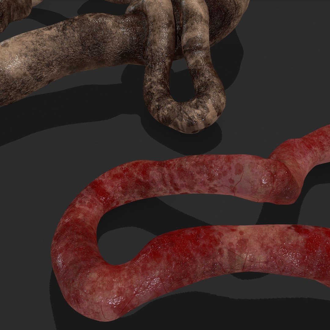Intestines Pile 3D Model – Low Poly Horror Prop with PBR Textures - View 30