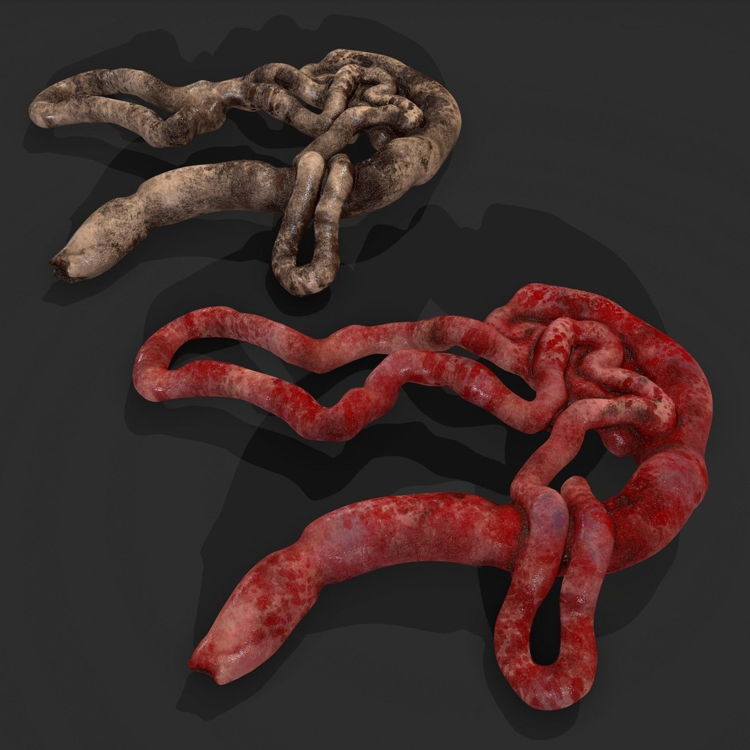 Intestines Pile 3D Model – Low Poly Horror Prop with PBR Textures - View 40