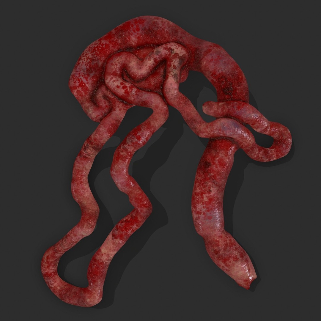 Intestines Pile 3D Model – Low Poly Horror Prop with PBR Textures - View 6