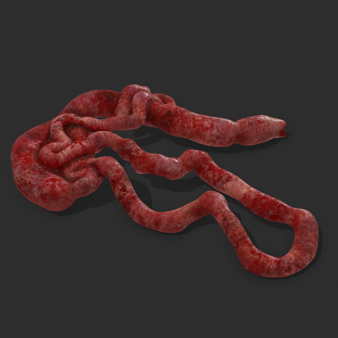 Intestines Pile 3D Model – Low Poly Horror Prop with PBR Textures - View 8