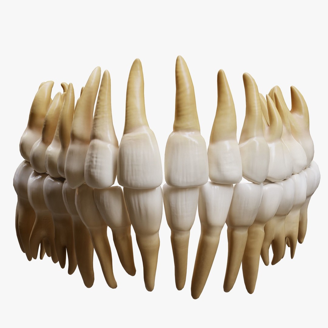 Human Teeth 3D Model – Low Poly Anatomical Asset, FBX, OBJ