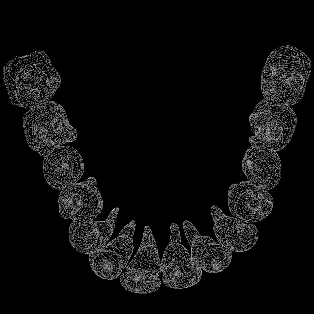 Human Teeth 3D Model – Low Poly Anatomical Asset, FBX, OBJ - View 10