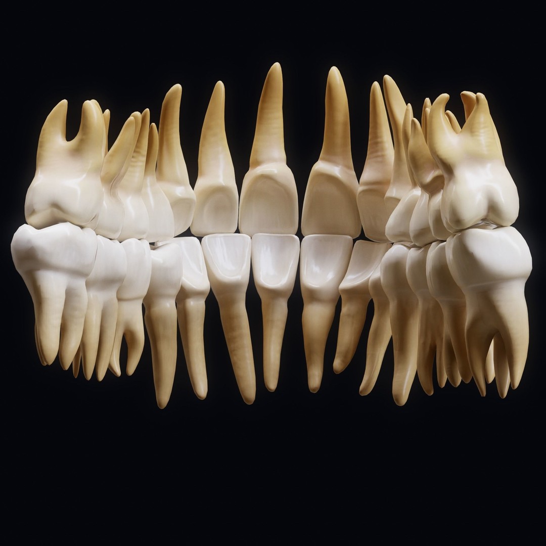 Human Teeth 3D Model – Low Poly Anatomical Asset, FBX, OBJ - View 3