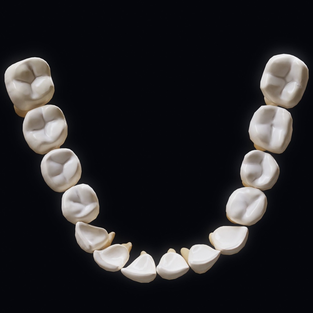 Human Teeth 3D Model – Low Poly Anatomical Asset, FBX, OBJ - View 4