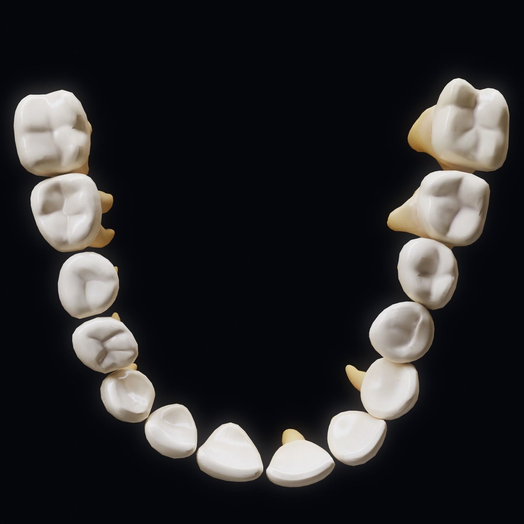 Human Teeth 3D Model – Low Poly Anatomical Asset, FBX, OBJ - View 5
