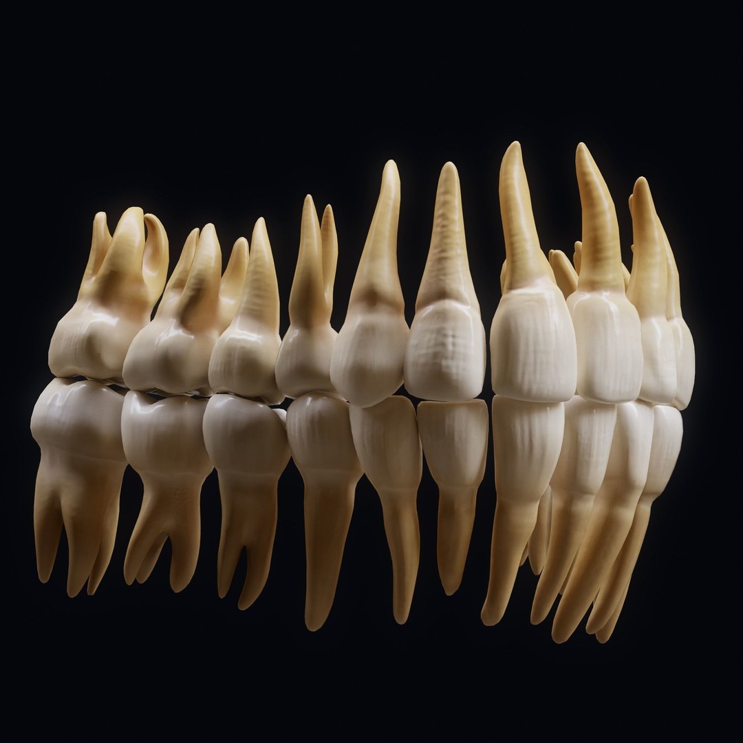 Human Teeth 3D Model – Low Poly Anatomical Asset, FBX, OBJ - View 6