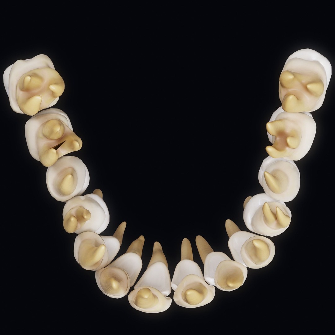 Human Teeth 3D Model – Low Poly Anatomical Asset, FBX, OBJ - View 7