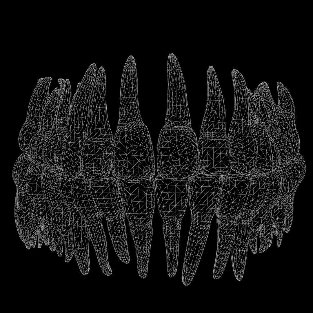 Human Teeth 3D Model – Low Poly Anatomical Asset, FBX, OBJ - View 8