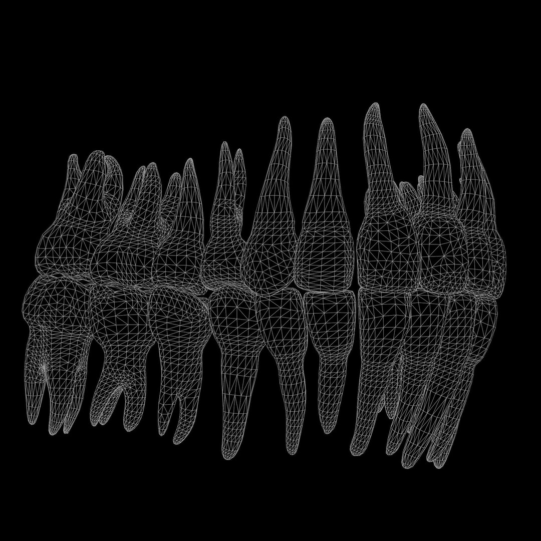 Human Teeth 3D Model – Low Poly Anatomical Asset, FBX, OBJ - View 9