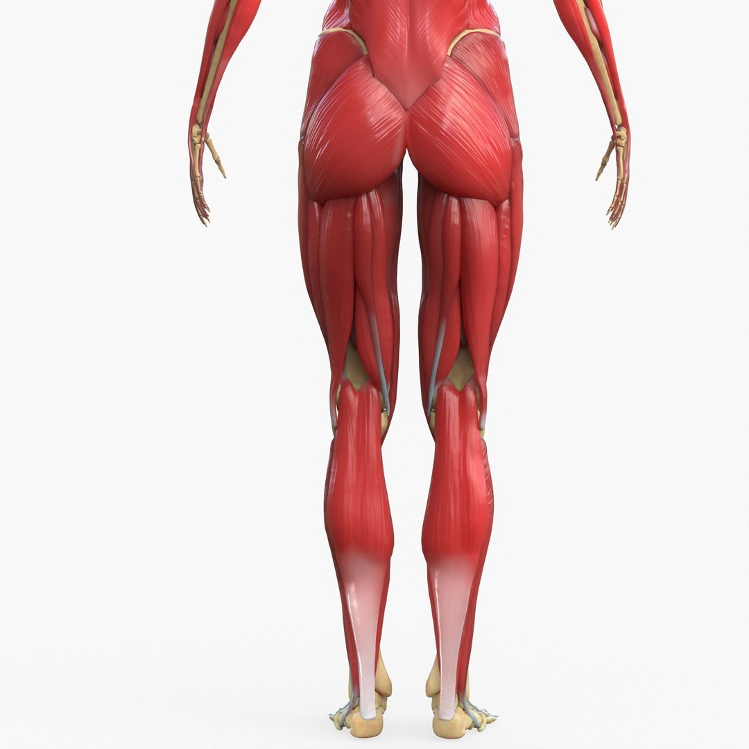 Full Body Muscle Anatomy 3D Model – High Poly PBR Character Asset, FBX, OBJ - View 10