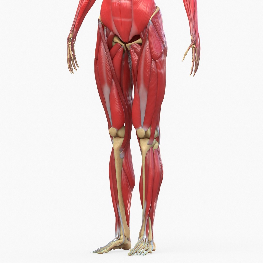 Full Body Muscle Anatomy 3D Model – High Poly PBR Character Asset, FBX, OBJ - View 11