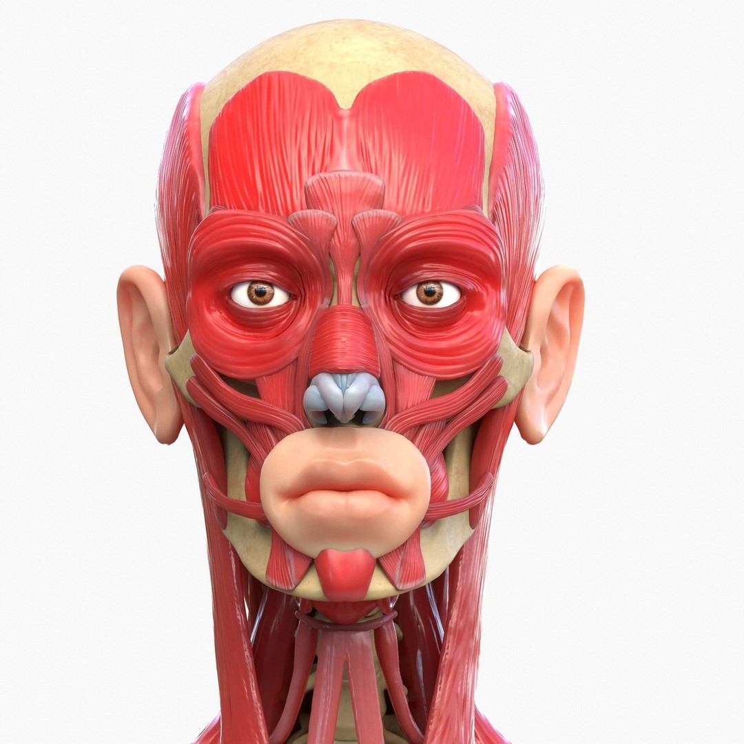 Full Body Muscle Anatomy 3D Model – High Poly PBR Character Asset, FBX, OBJ - View 12