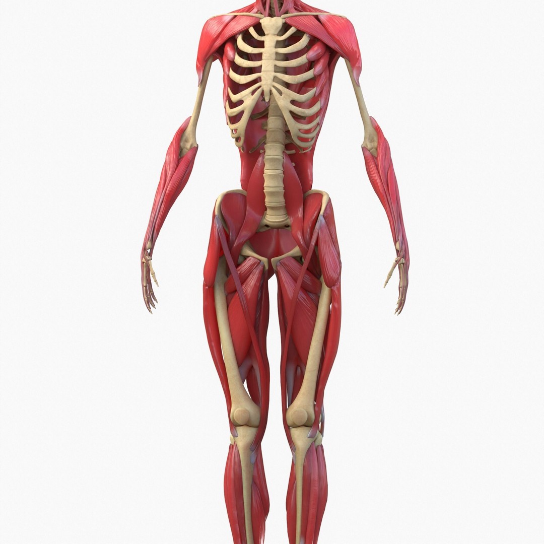 Full Body Muscle Anatomy 3D Model – High Poly PBR Character Asset, FBX, OBJ - View 13