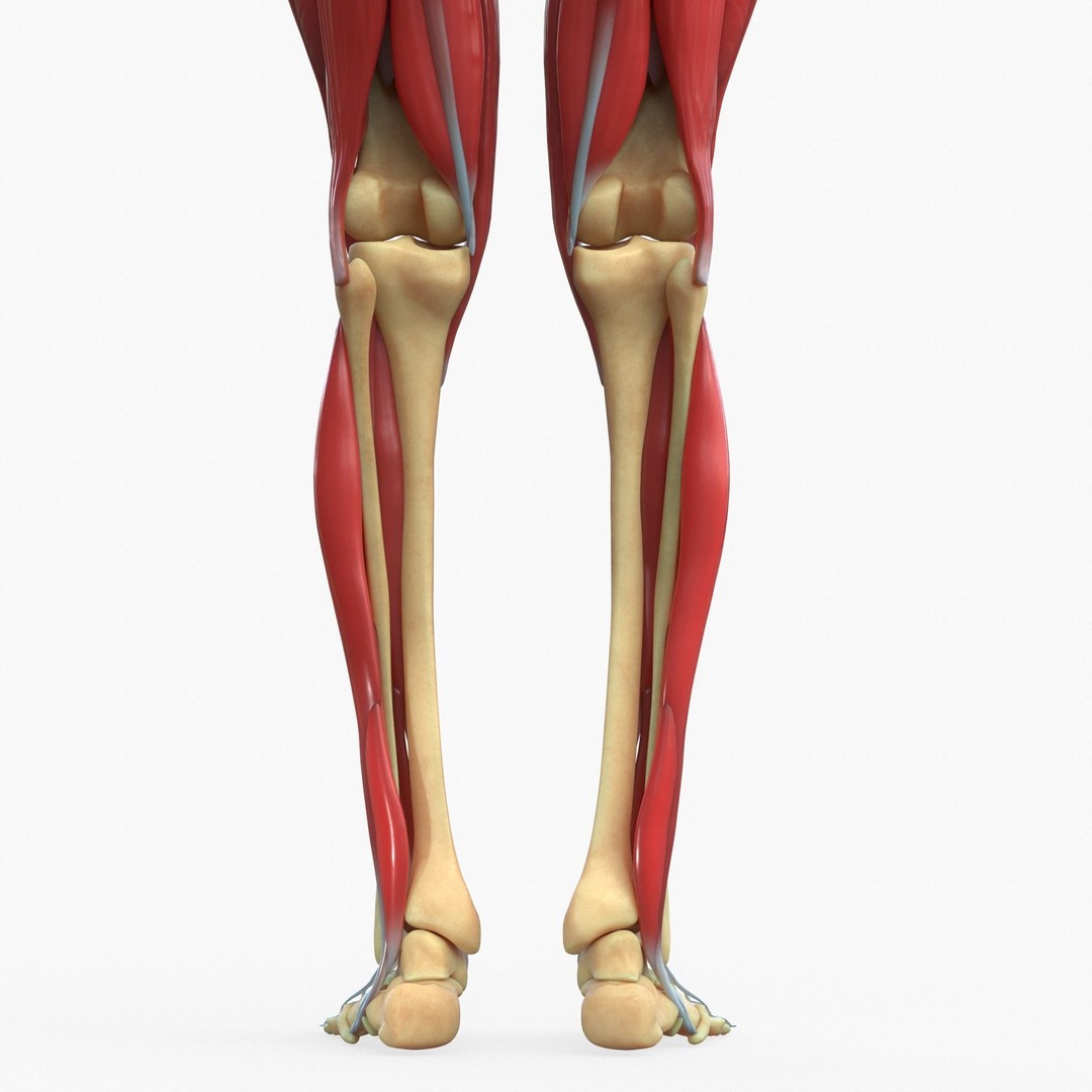 Full Body Muscle Anatomy 3D Model – High Poly PBR Character Asset, FBX, OBJ - View 14
