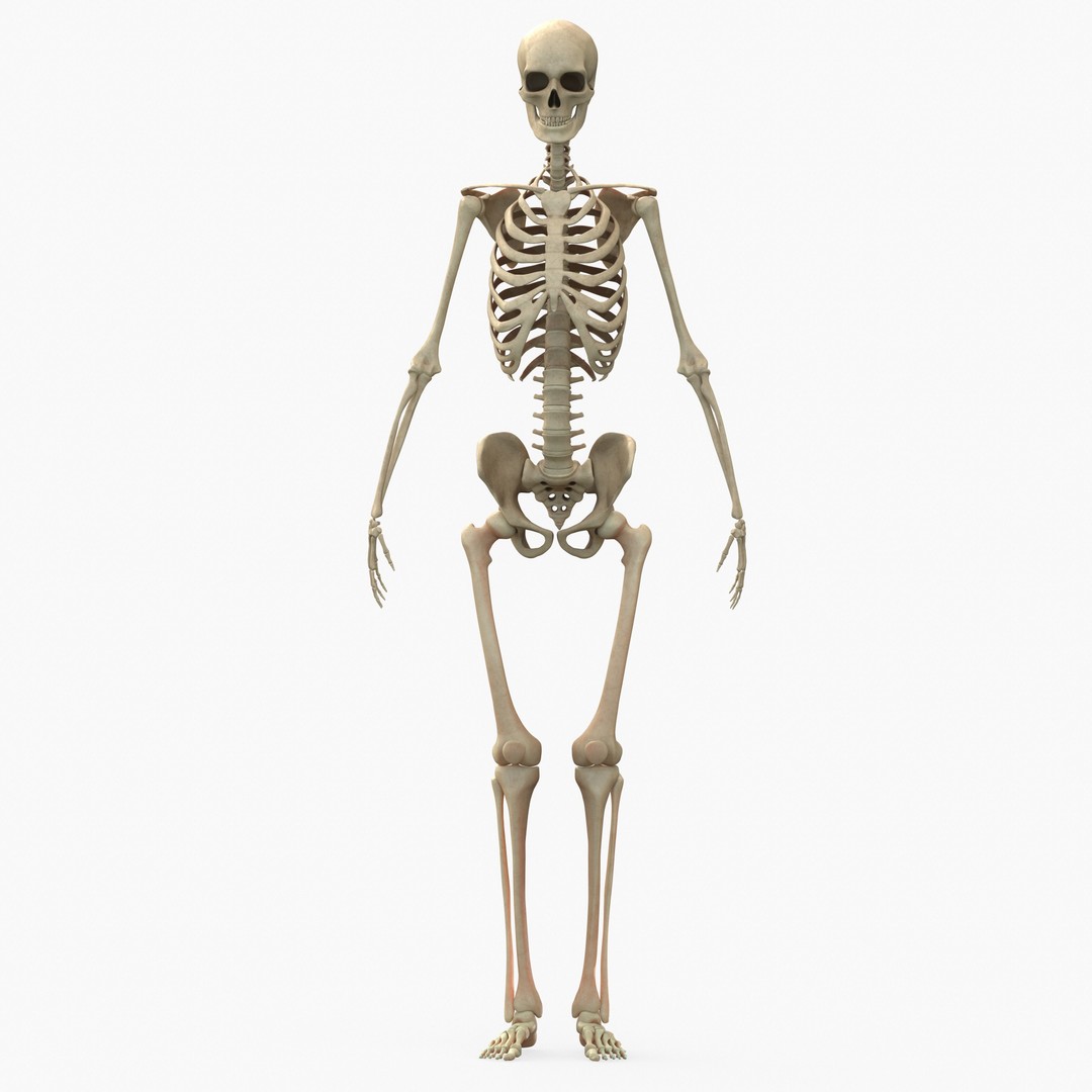 Full Body Muscle Anatomy 3D Model – High Poly PBR Character Asset, FBX, OBJ - View 15