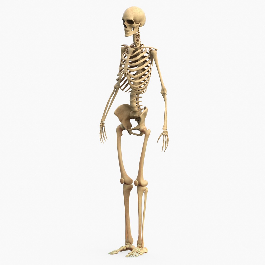 Full Body Muscle Anatomy 3D Model – High Poly PBR Character Asset, FBX, OBJ - View 16