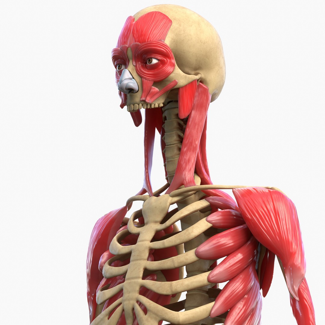 Full Body Muscle Anatomy 3D Model – High Poly PBR Character Asset, FBX, OBJ - View 18