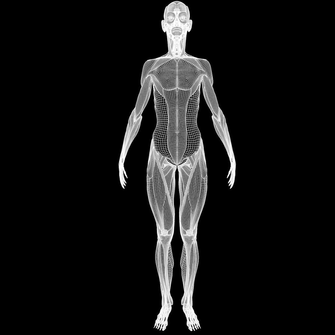 Full Body Muscle Anatomy 3D Model – High Poly PBR Character Asset, FBX, OBJ - View 19
