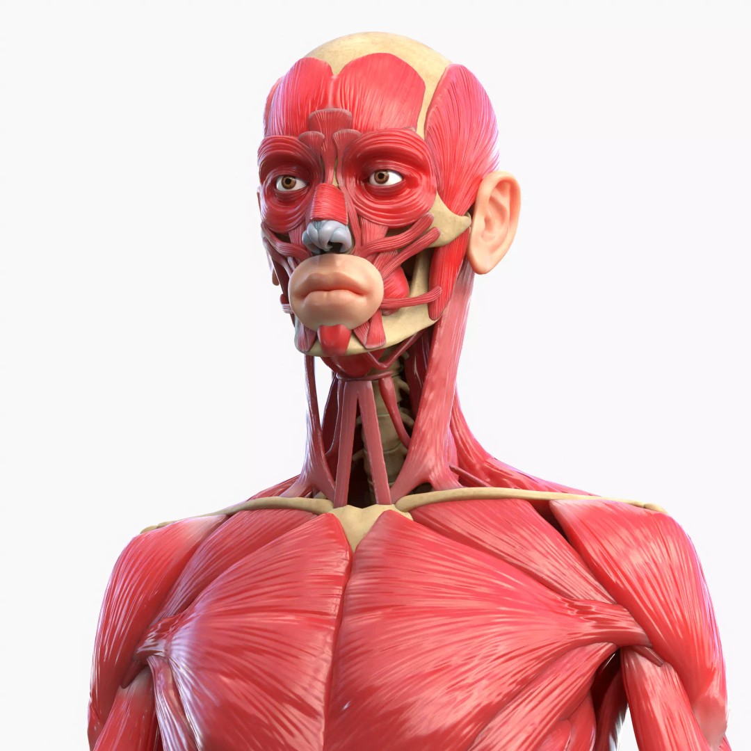 Full Body Muscle Anatomy 3D Model – High Poly PBR Character Asset, FBX, OBJ - View 2