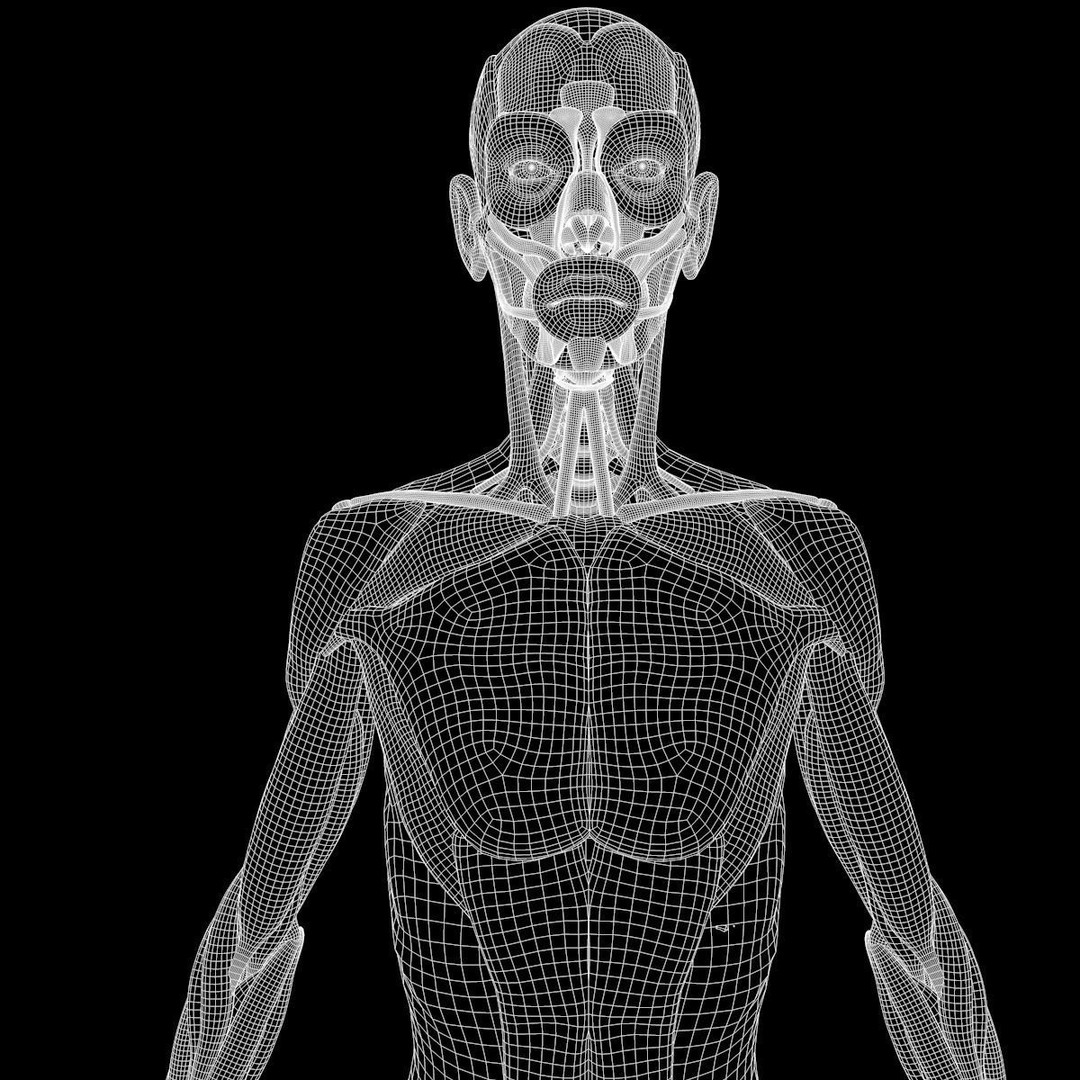 Full Body Muscle Anatomy 3D Model – High Poly PBR Character Asset, FBX, OBJ - View 20