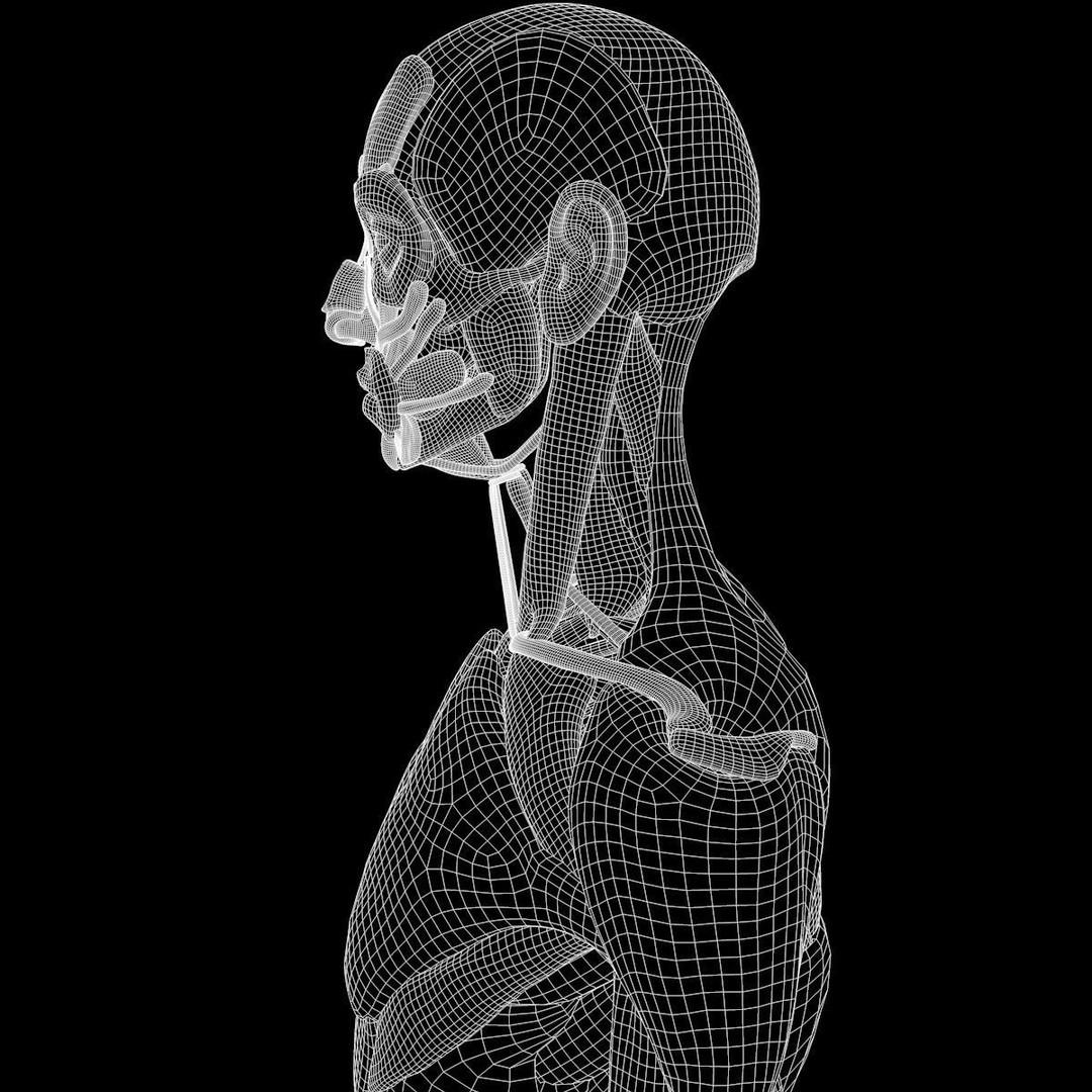 Full Body Muscle Anatomy 3D Model – High Poly PBR Character Asset, FBX, OBJ - View 21