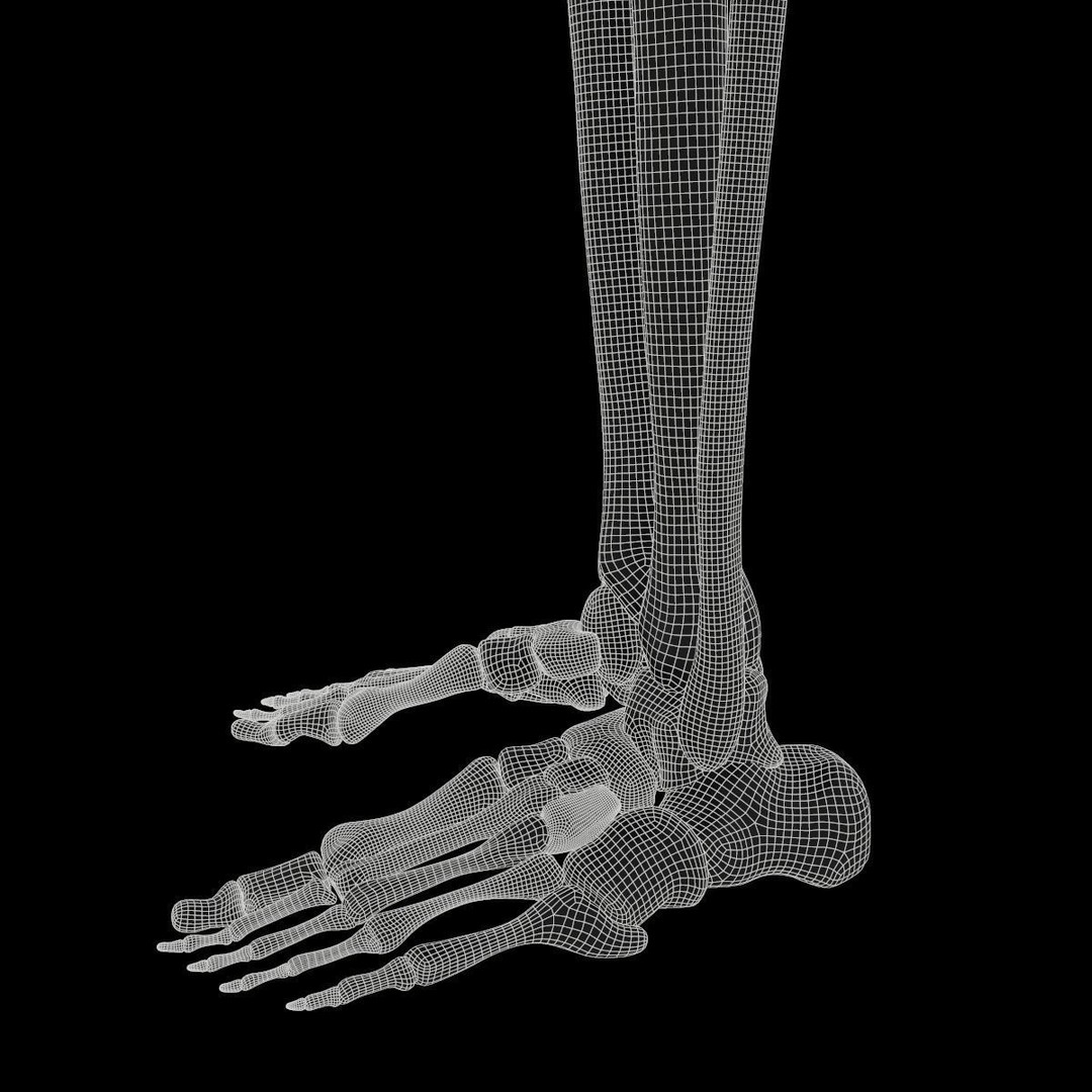 Full Body Muscle Anatomy 3D Model – High Poly PBR Character Asset, FBX, OBJ - View 22