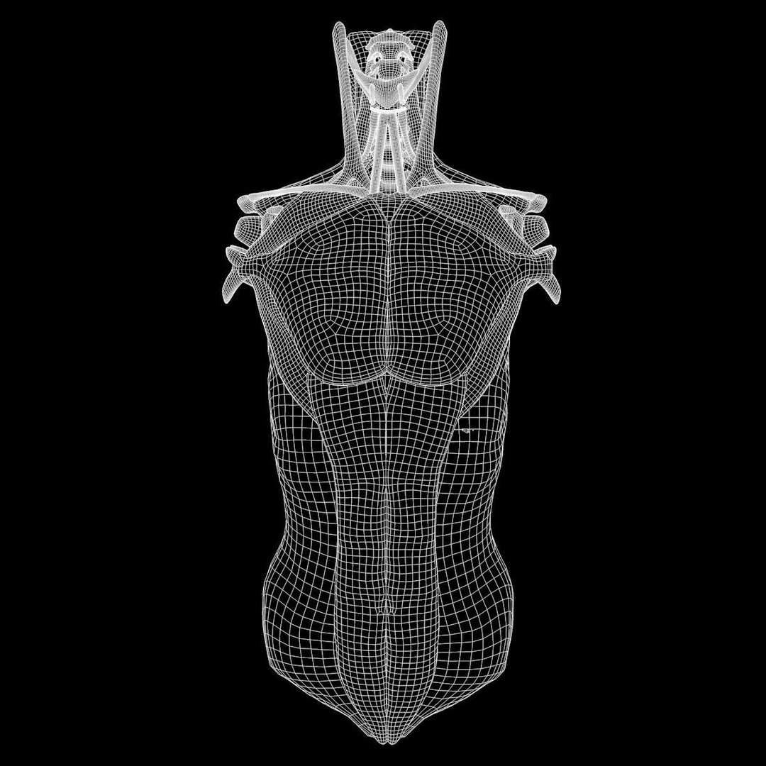 Full Body Muscle Anatomy 3D Model – High Poly PBR Character Asset, FBX, OBJ - View 24