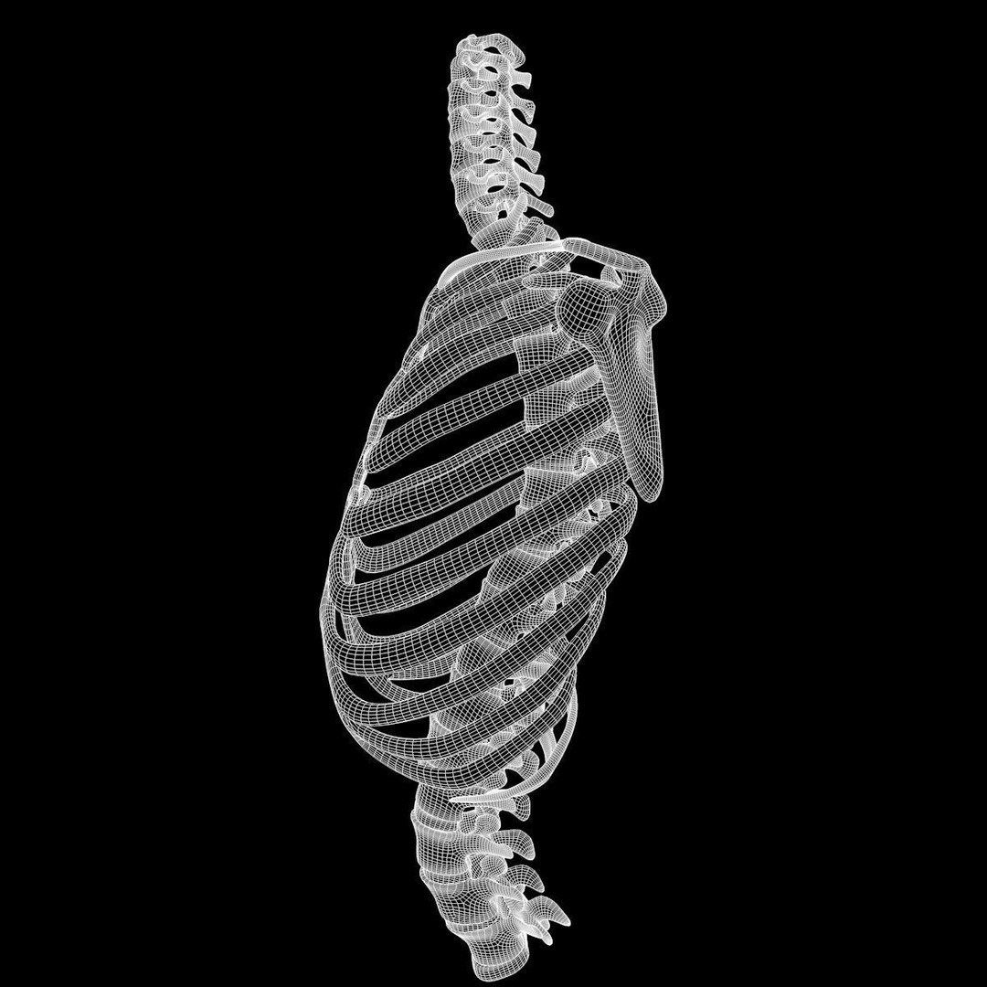 Full Body Muscle Anatomy 3D Model – High Poly PBR Character Asset, FBX, OBJ - View 25