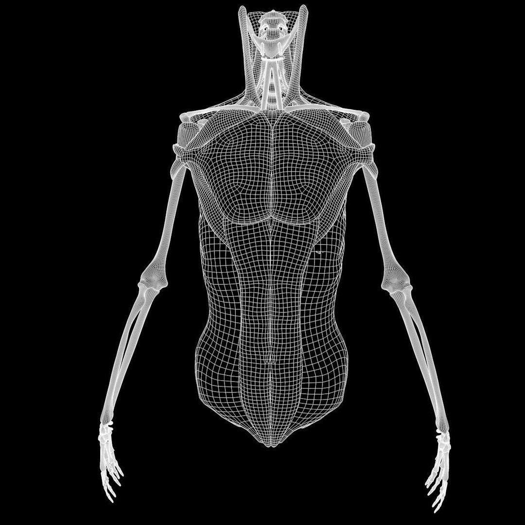 Full Body Muscle Anatomy 3D Model – High Poly PBR Character Asset, FBX, OBJ - View 27