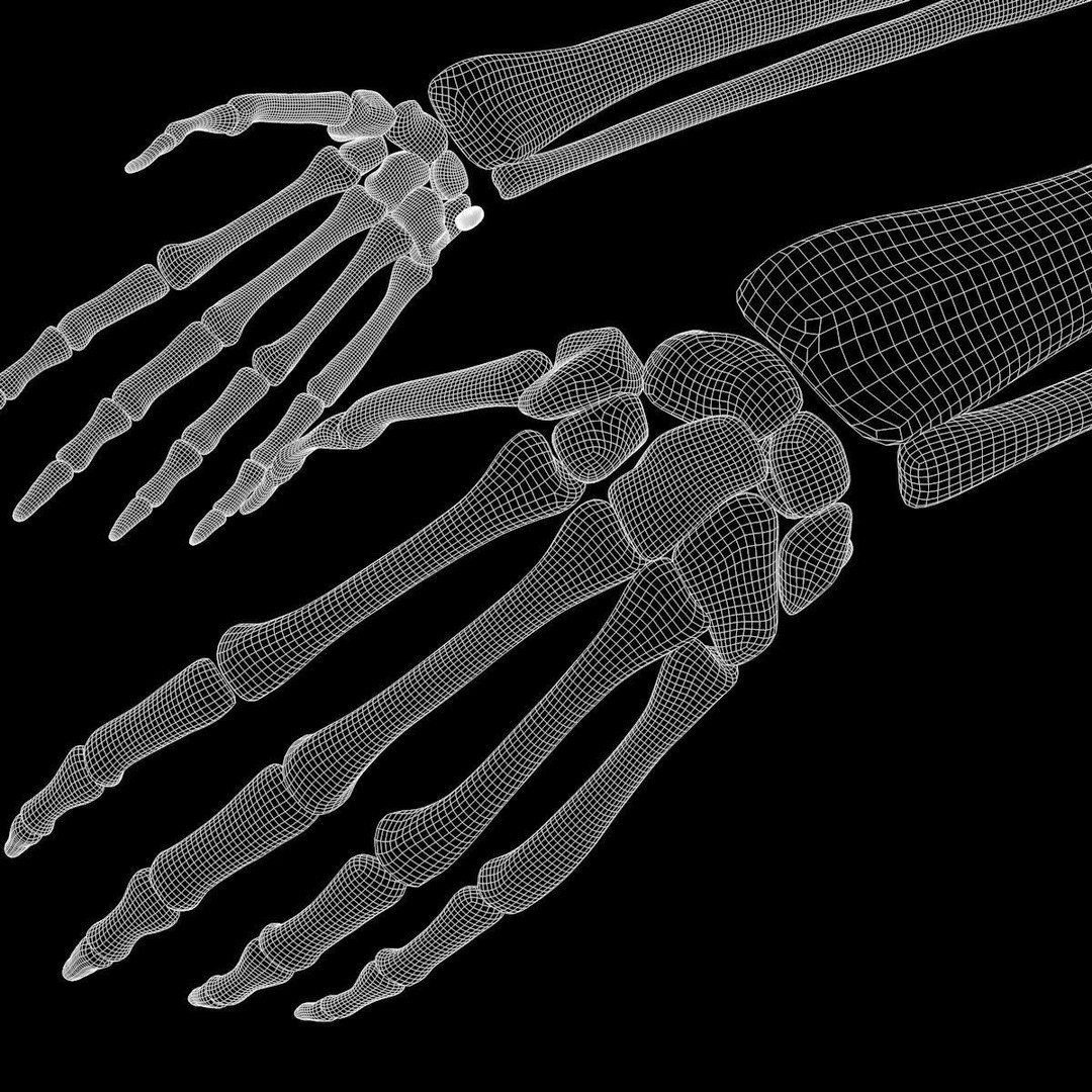 Full Body Muscle Anatomy 3D Model – High Poly PBR Character Asset, FBX, OBJ - View 28