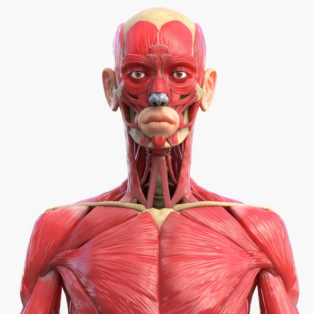 Full Body Muscle Anatomy 3D Model – High Poly PBR Character Asset, FBX, OBJ - View 3