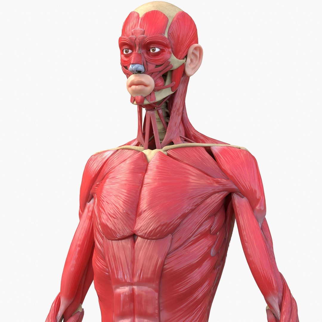 Full Body Muscle Anatomy 3D Model – High Poly PBR Character Asset, FBX, OBJ - View 4