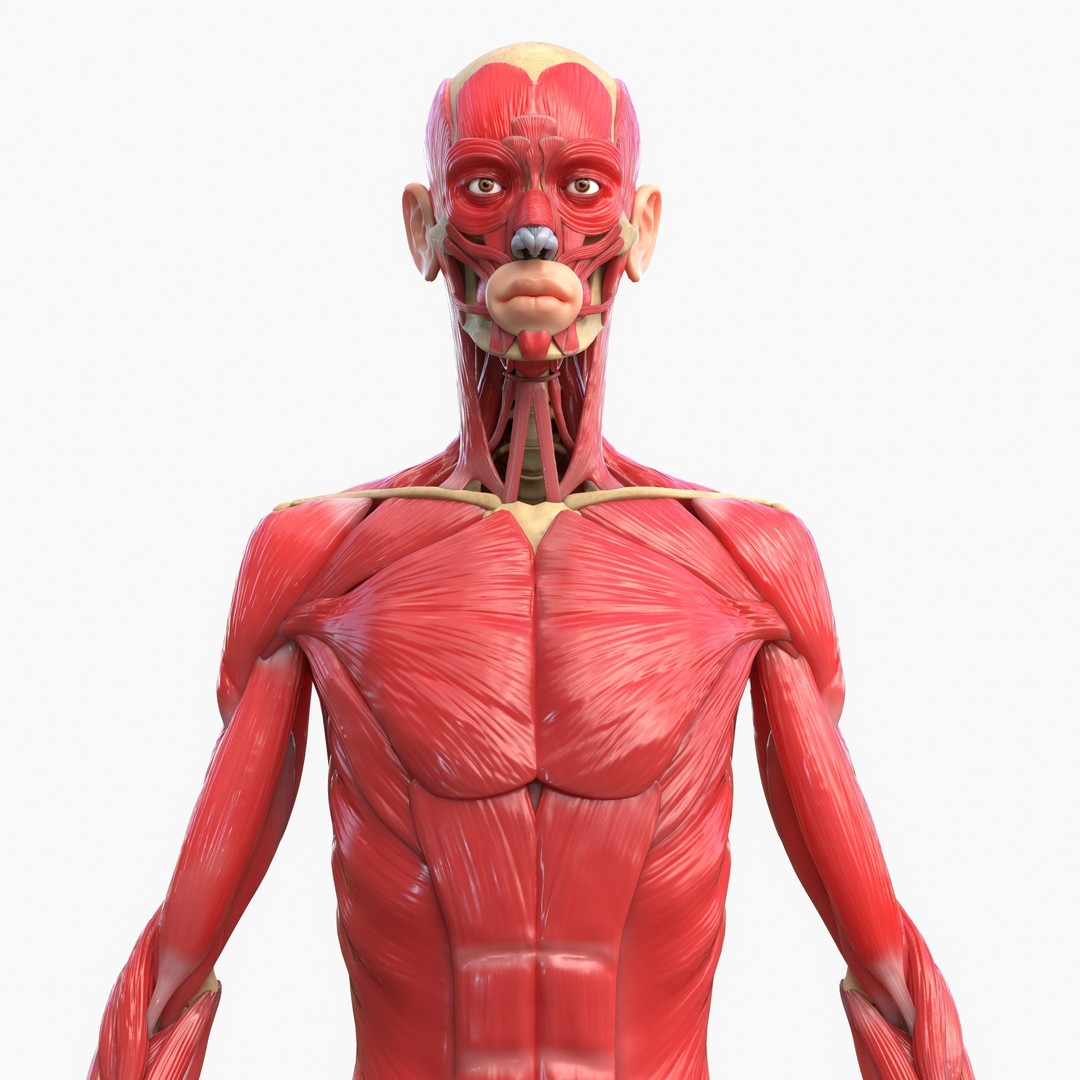Full Body Muscle Anatomy 3D Model – High Poly PBR Character Asset, FBX, OBJ - View 5
