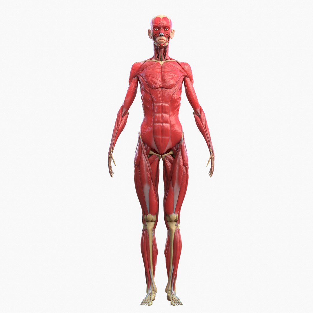 Full Body Muscle Anatomy 3D Model – High Poly PBR Character Asset, FBX, OBJ - View 6