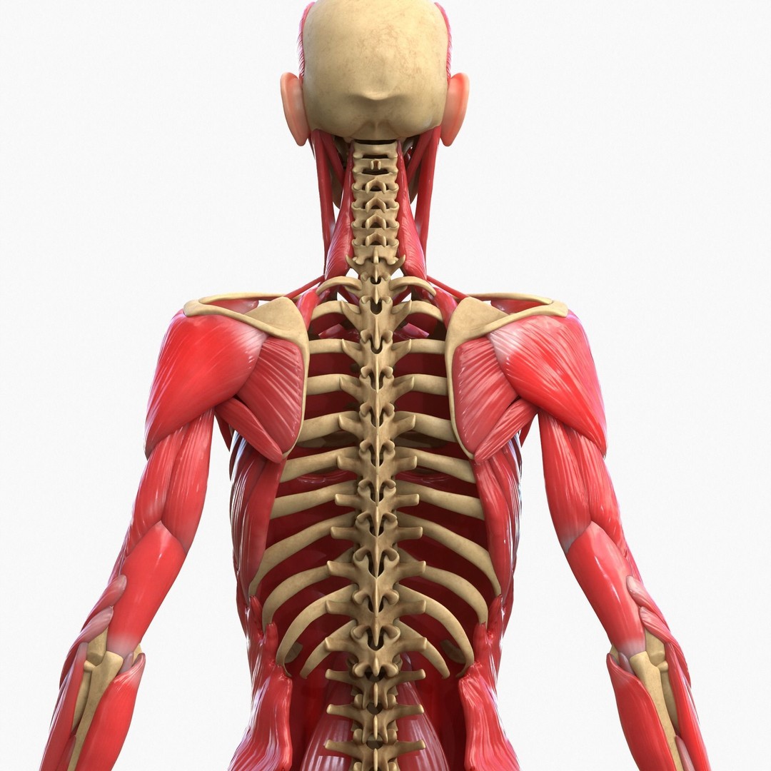 Full Body Muscle Anatomy 3D Model – High Poly PBR Character Asset, FBX, OBJ - View 7