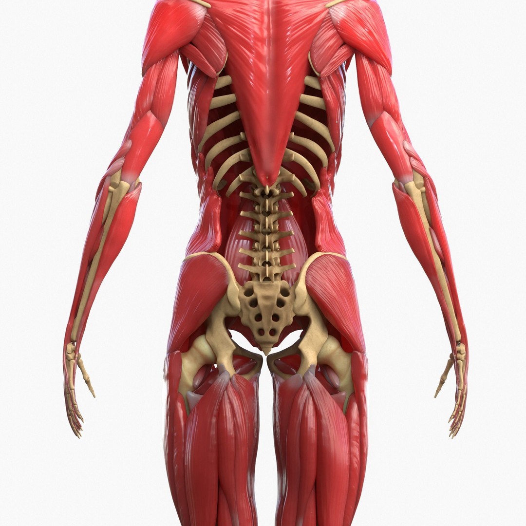 Full Body Muscle Anatomy 3D Model – High Poly PBR Character Asset, FBX, OBJ - View 8