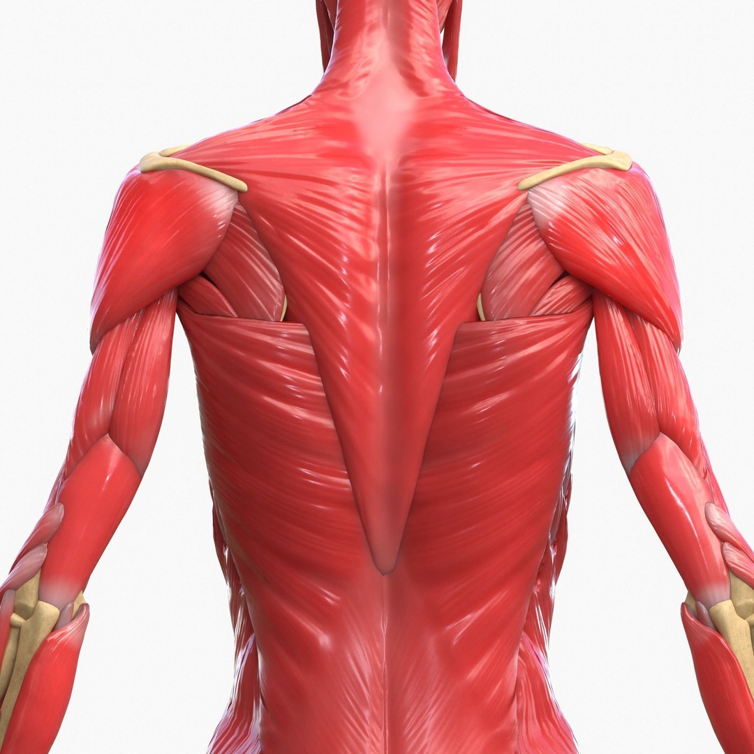 Full Body Muscle Anatomy 3D Model – High Poly PBR Character Asset, FBX, OBJ - View 9