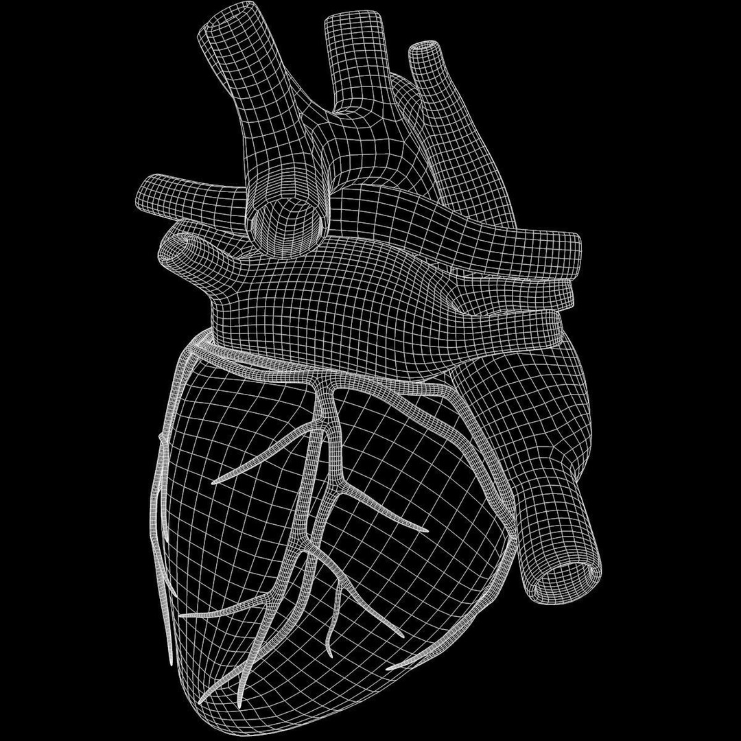 Human Heart 3D Model – Detailed Anatomy Asset, FBX & OBJ Formats
