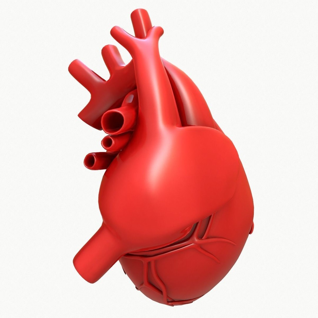 Human Heart 3D Model – Detailed Anatomy Asset, FBX & OBJ Formats - View 10