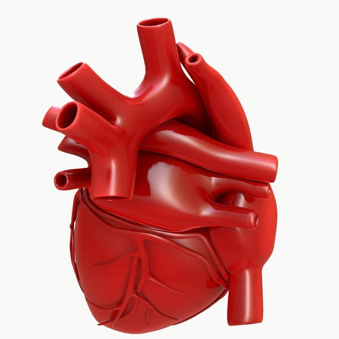 Human Heart 3D Model – Detailed Anatomy Asset, FBX & OBJ Formats - View 11