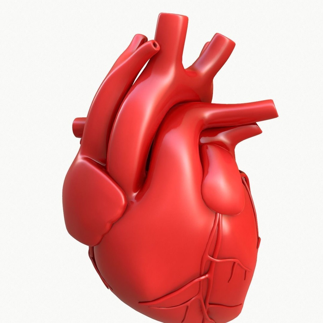 Human Heart 3D Model – Detailed Anatomy Asset, FBX & OBJ Formats - View 12