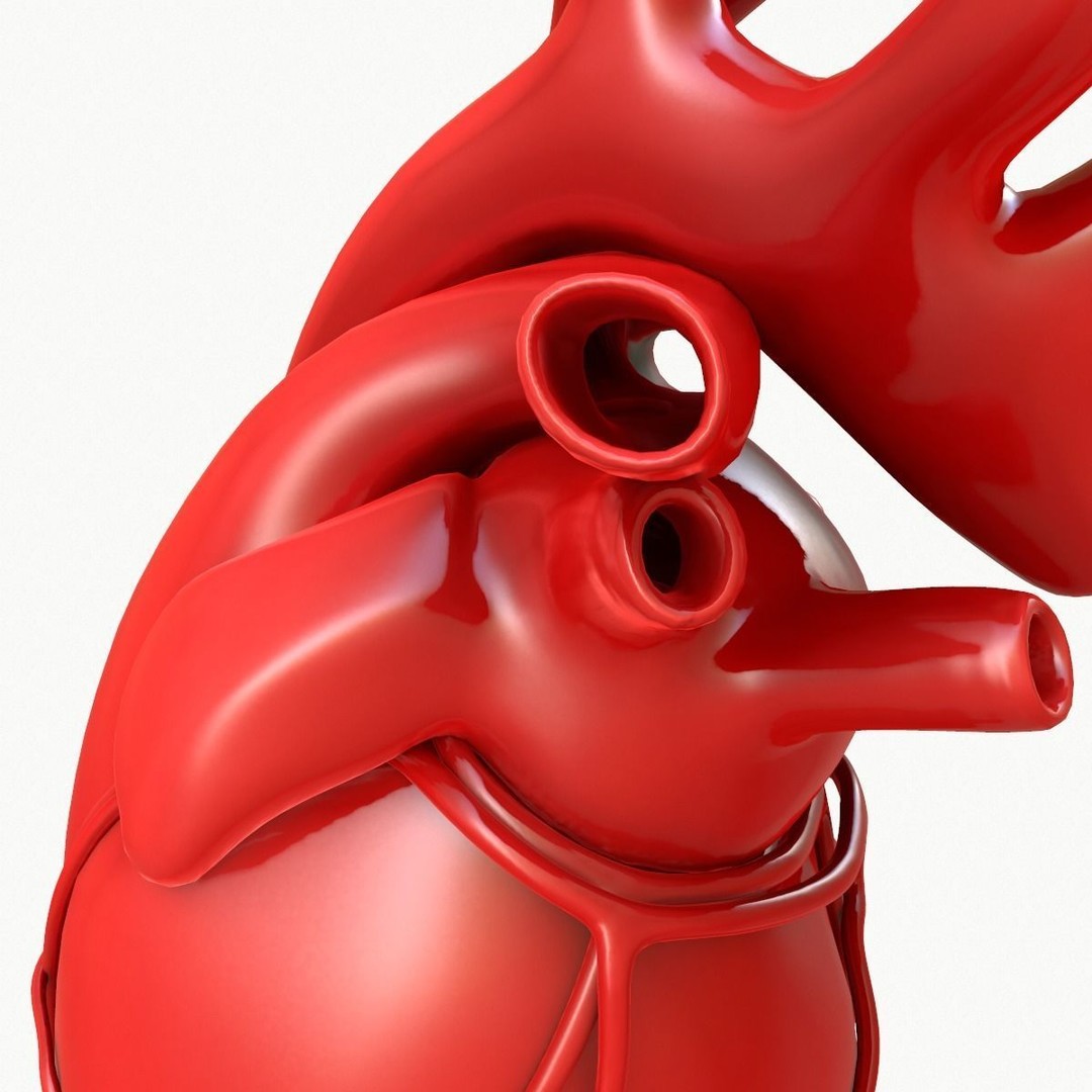 Human Heart 3D Model – Detailed Anatomy Asset, FBX & OBJ Formats - View 13